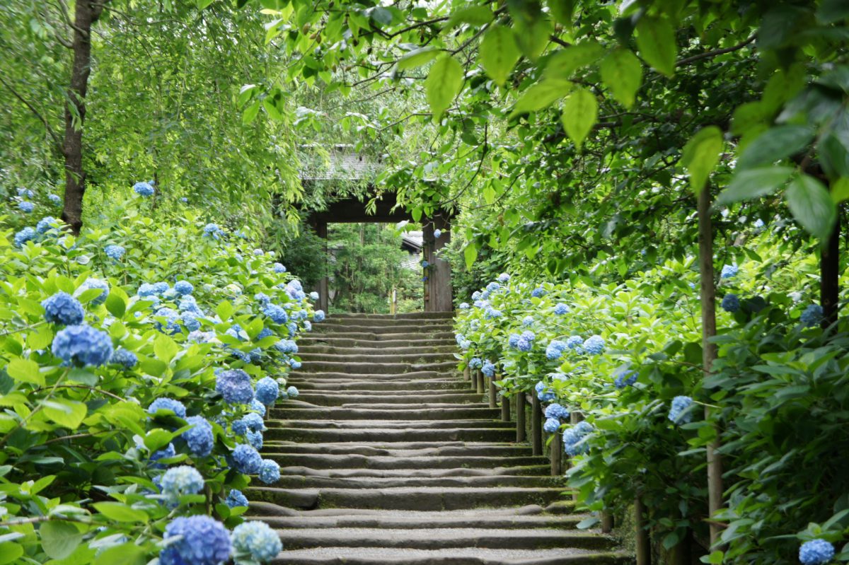 hydrangea Meigetsuin