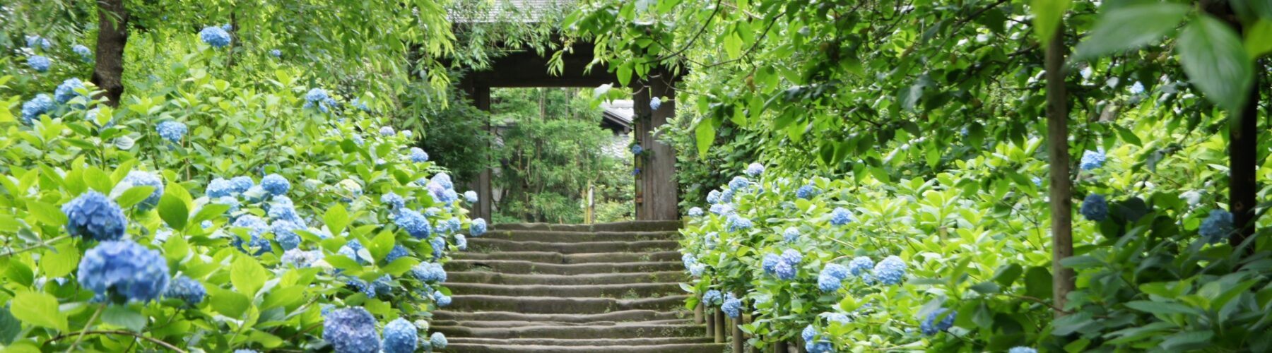 hydrangea Meigetsuin