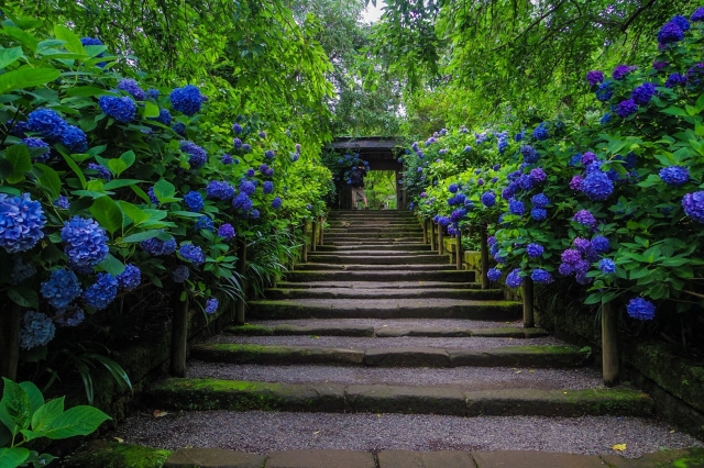 hydrangea meigetsuin Japan rainy season