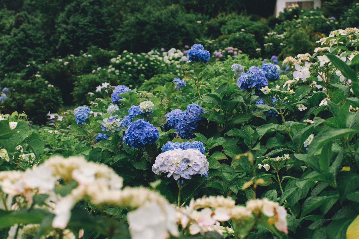 rainy season japan hydrangea