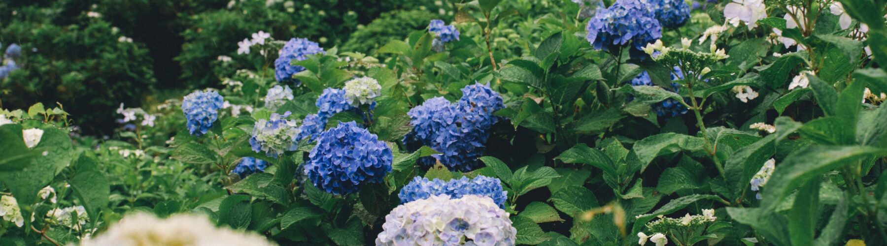 rainy season japan hydrangea