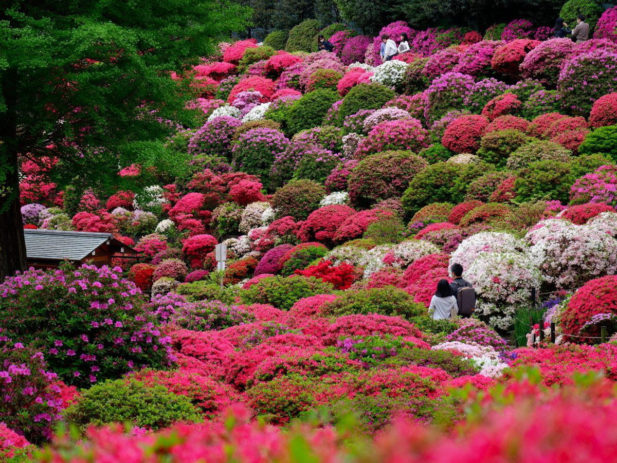 Nezu shrine spring