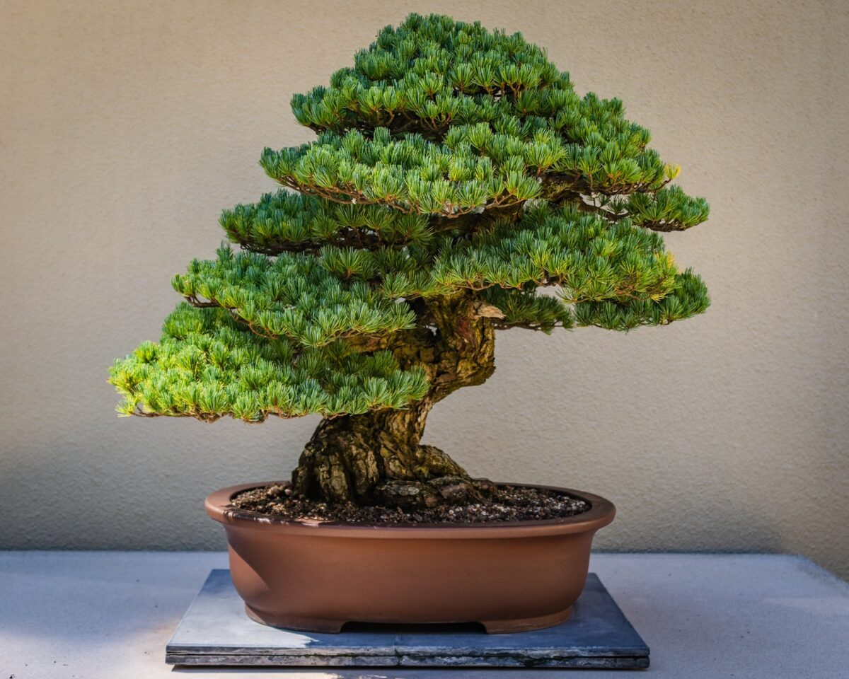 purple japanese bonsai tree