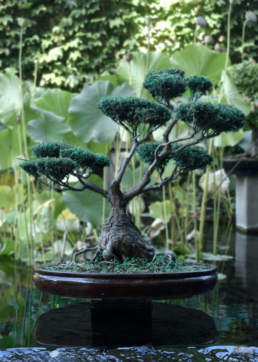 Japanese bonsai tree in pot at zen garden Bonsai is a Japanese art form  using trees grown in containers Stock Photo