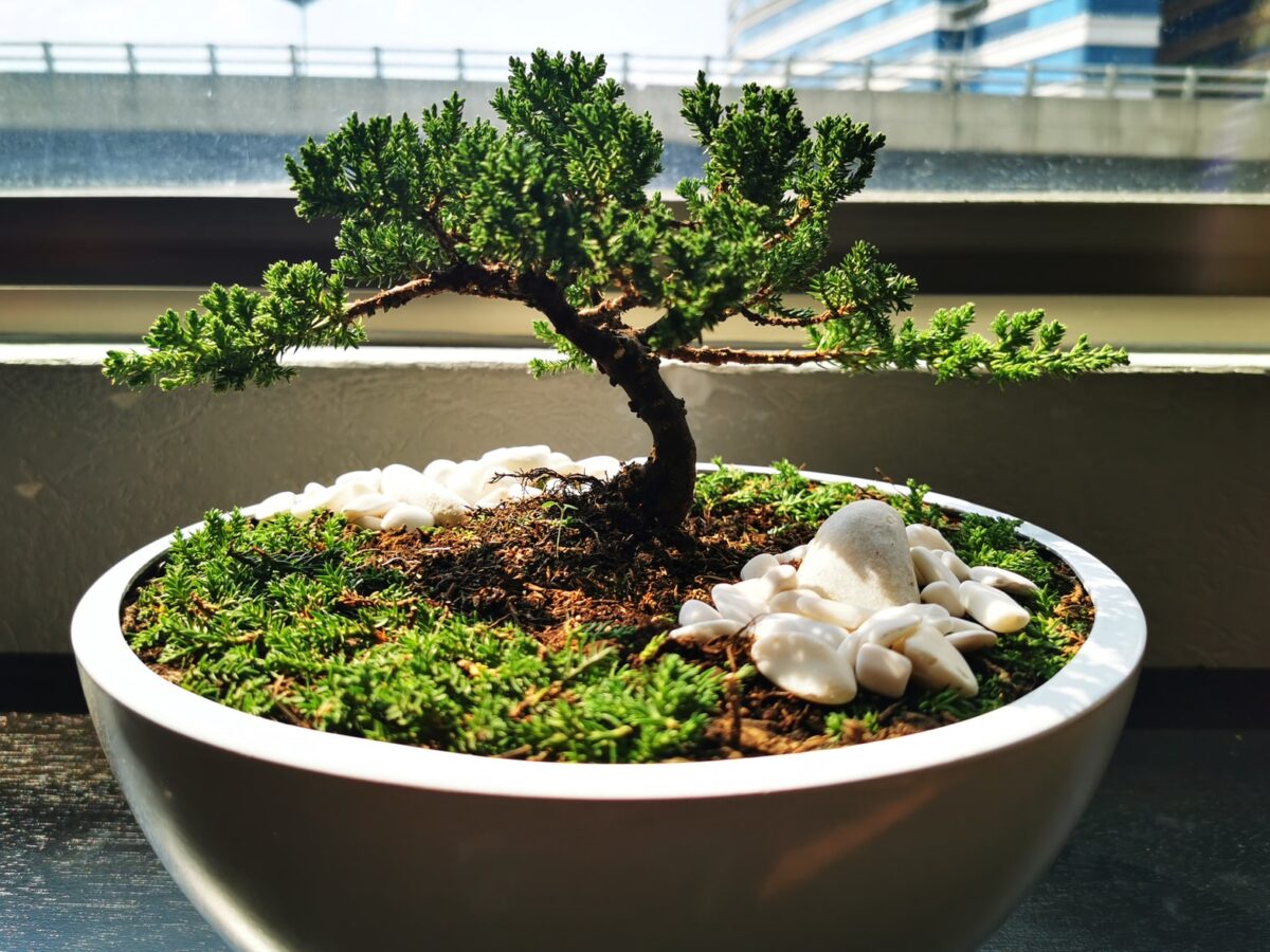 Bonsai Tree – A Traditional Japanese Art Form