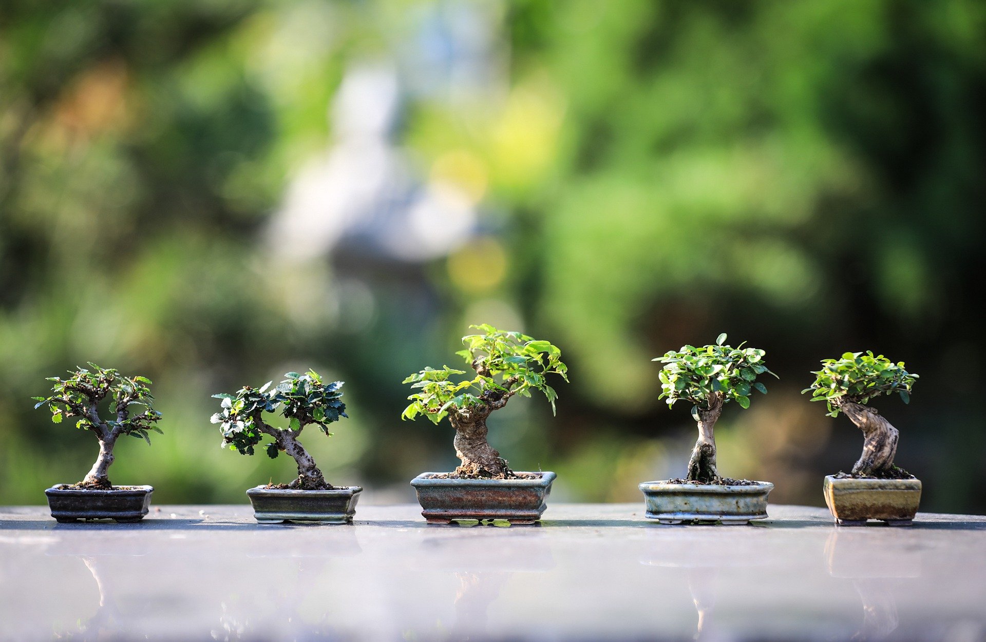 Set Of Japanese Bonsai Trees In Pot At Zen Garden Bonsai Is A Japanese Art  Form Using Trees Grown In Containers Stock Photo - Download Image Now -  iStock