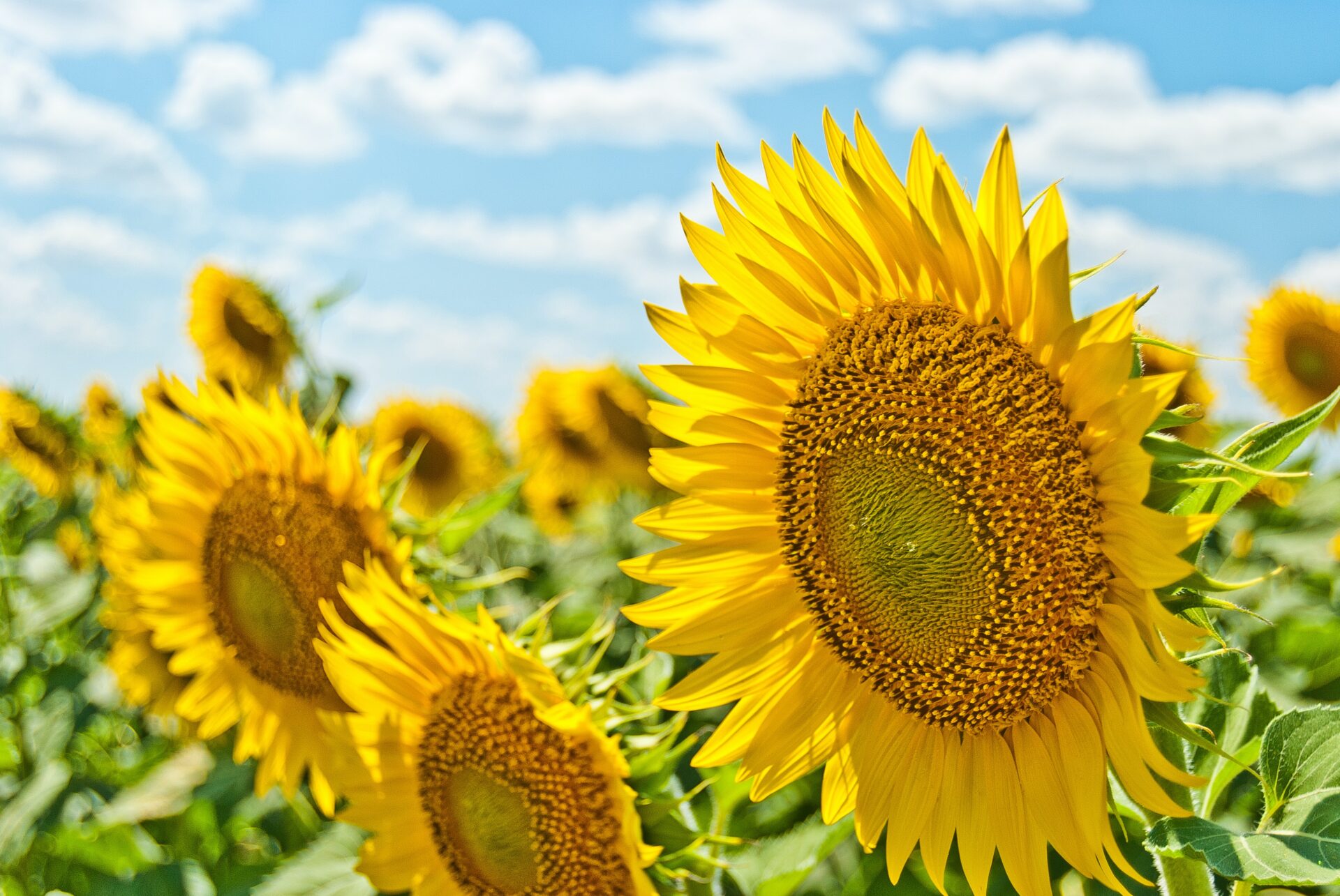 sunflower summer