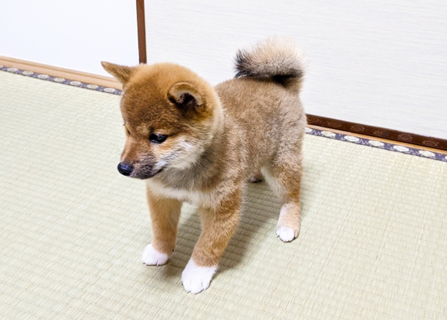 5 Best Animal Cafes In Kyoto