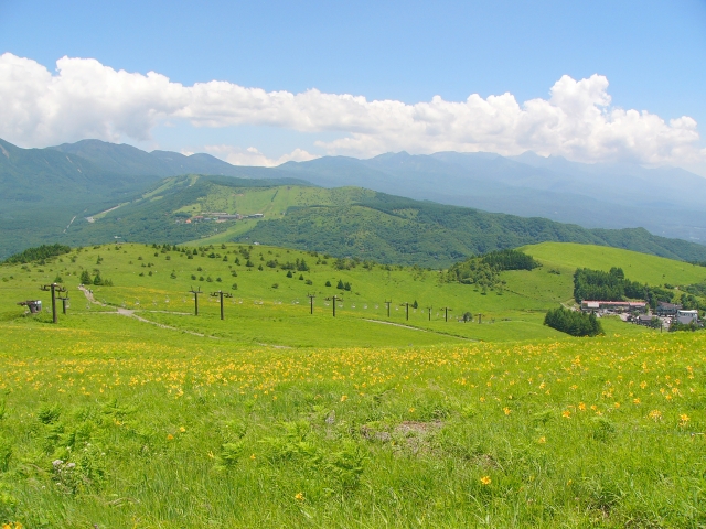 can a tourist drive in japan