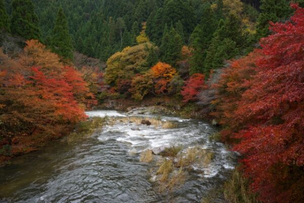 20 Places to See Autumn Leaves in Japan 2024 | Japan Wonder Travel Blog