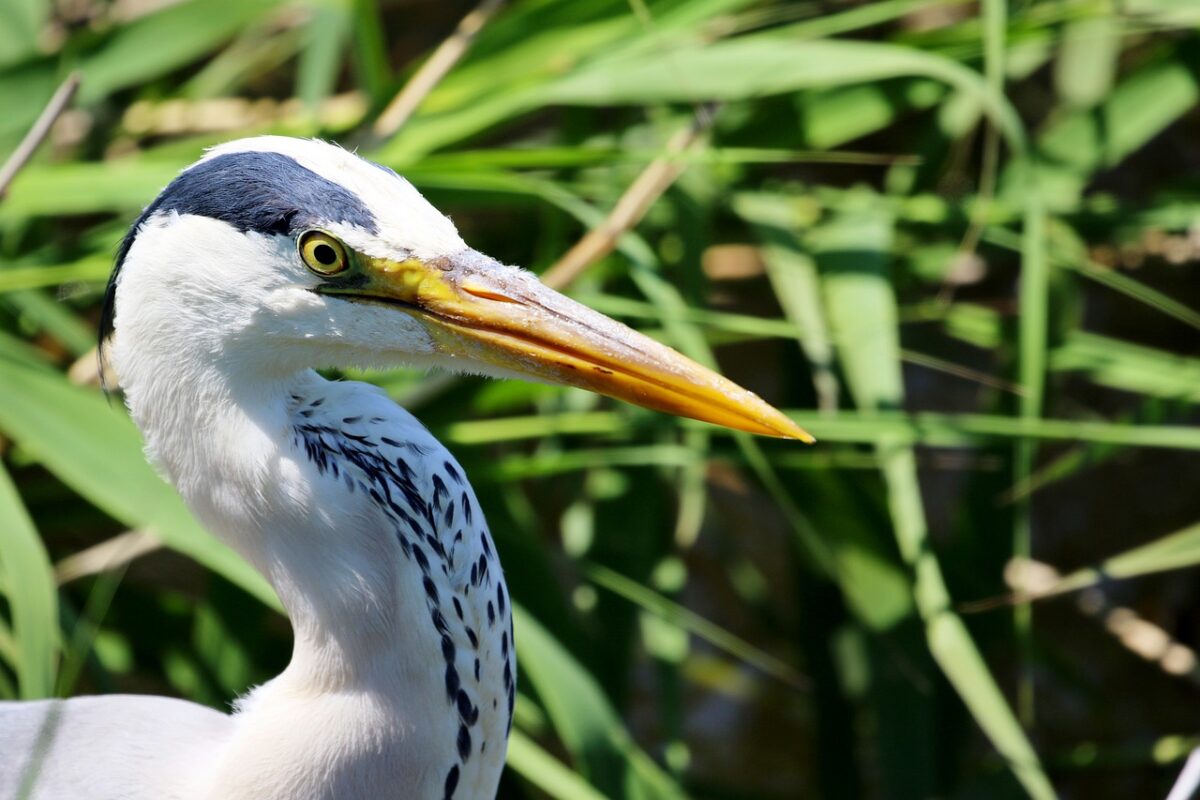 Stork