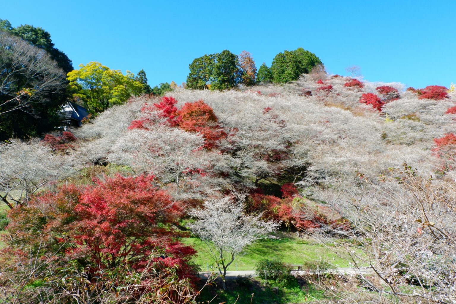How To Best Enjoy Four Seasons In Japan Japan Wonder Travel Blog how-to-best-enjoy-four-seasons-in-japan-japan-wonder-travel-blog