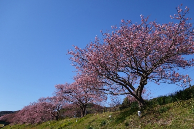 Sakura à floraison précoce de Komatsugaike 