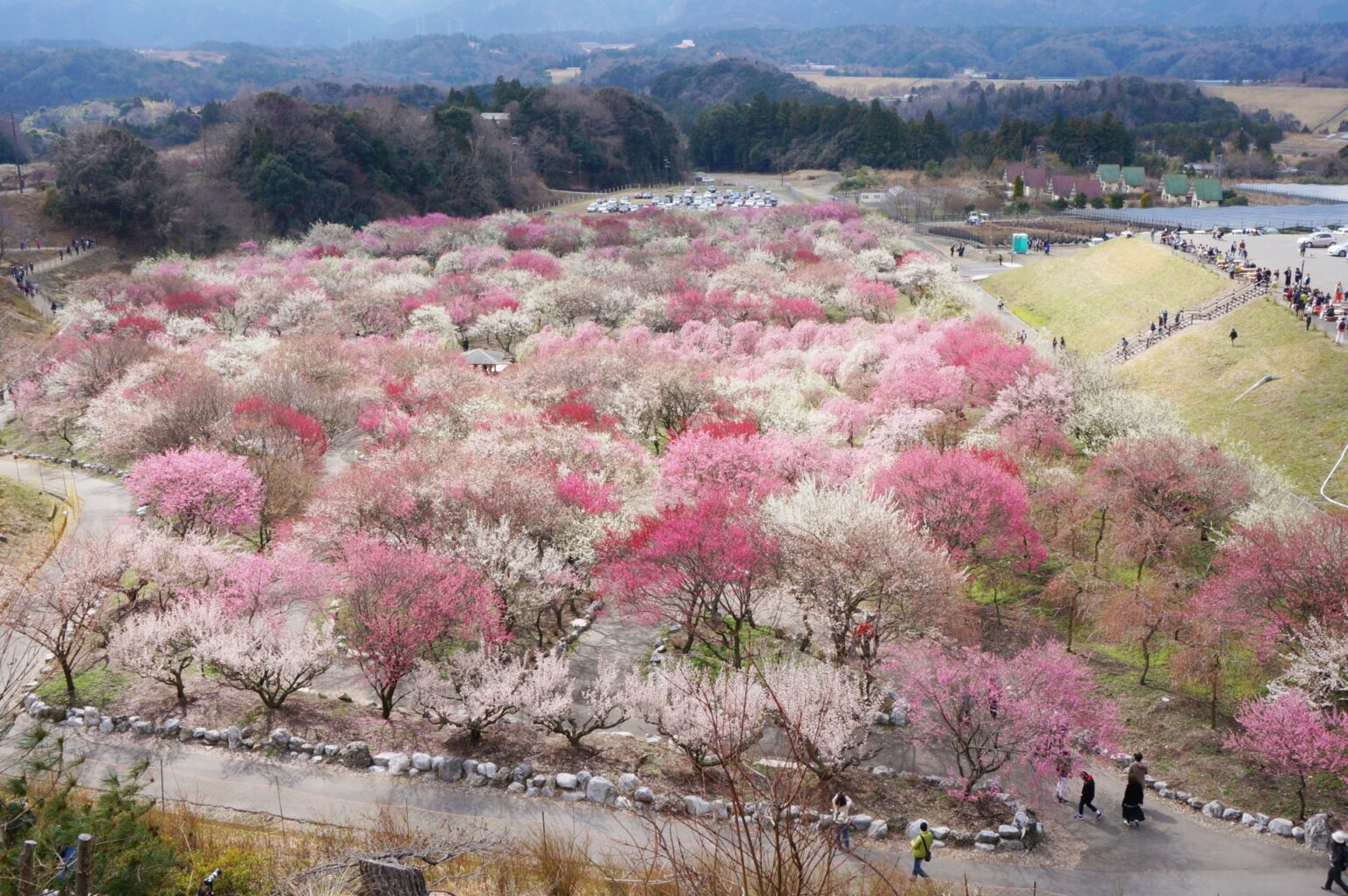 15 Best Places to See Plum Blossoms in Japan 2024 Japan Wonder Travel