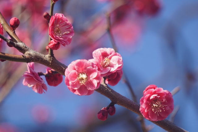 plum blossoms