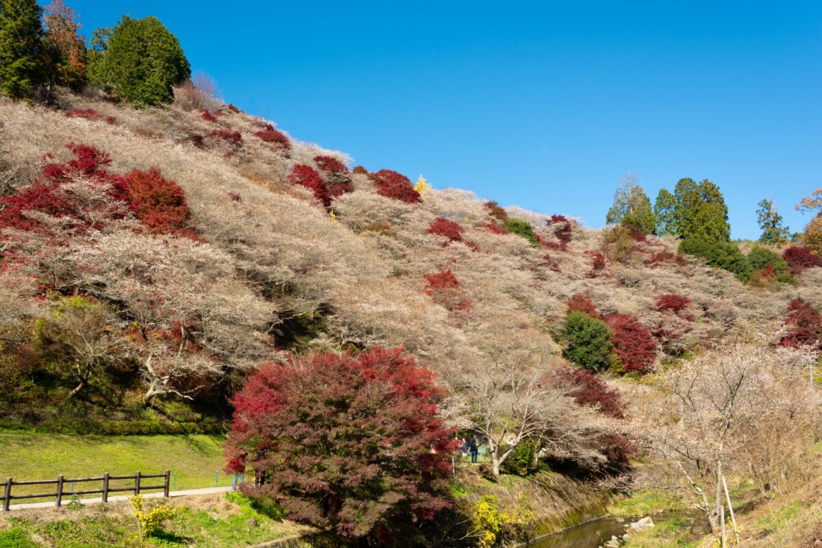 How to Tell the Difference between Plum, Cherry and Peach Blossoms