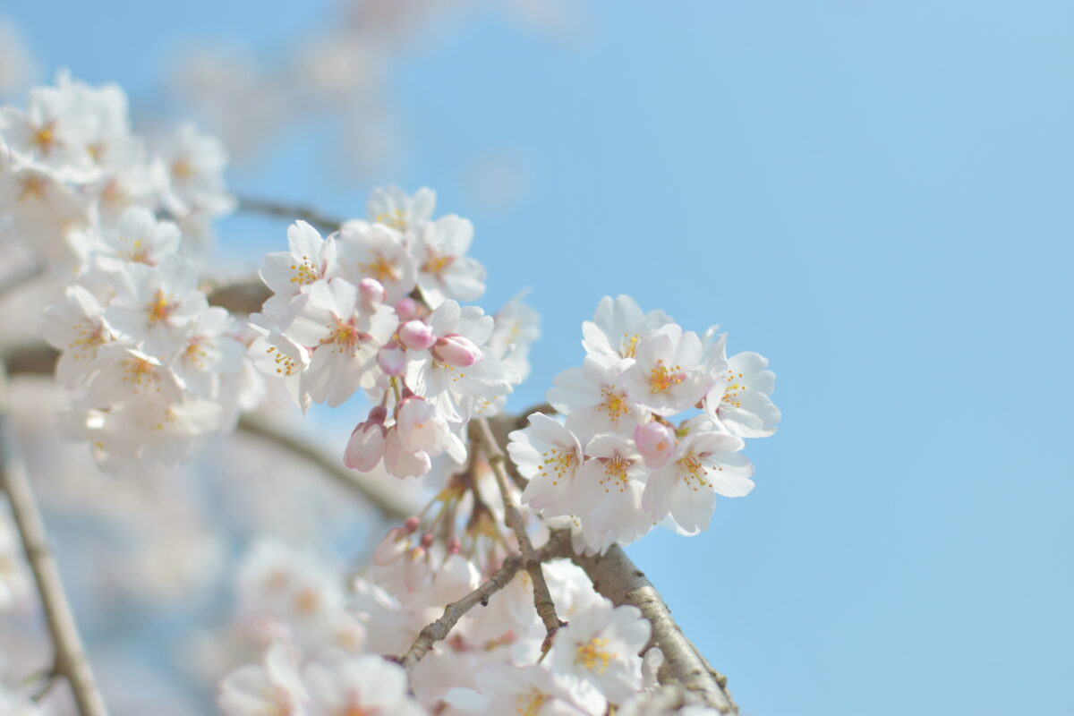 How to Tell the Difference between Plum, Cherry and Peach Blossoms