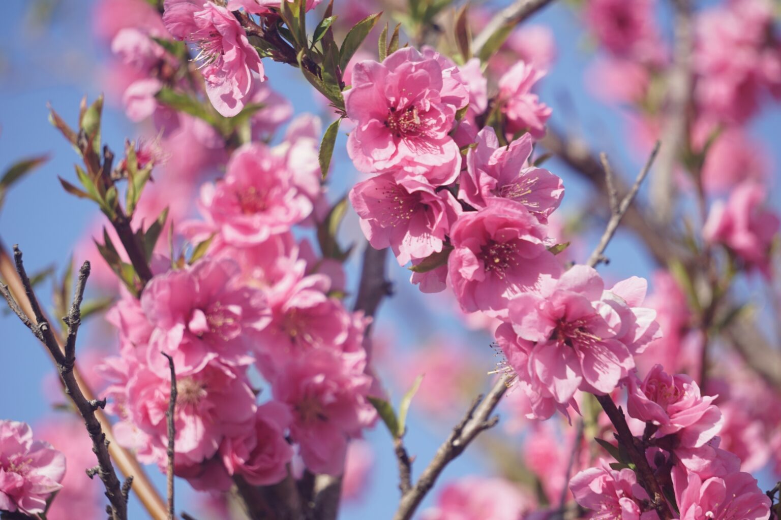 How to Tell the Difference between Plum, Cherry and Peach Blossoms