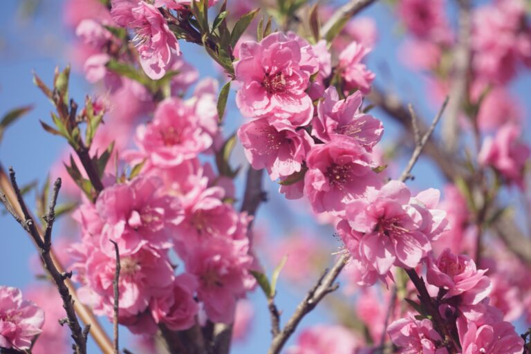 How to Tell the Difference between Plum, Cherry and Peach Blossoms ...