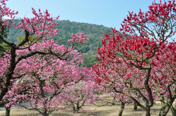 15 Best Places to See Plum Blossoms in Japan 2024 | Japan Wonder Travel ...