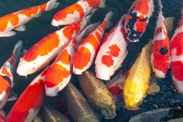 3. Different colors Koi carps have The History of Koi and Their Meaning in Japan
