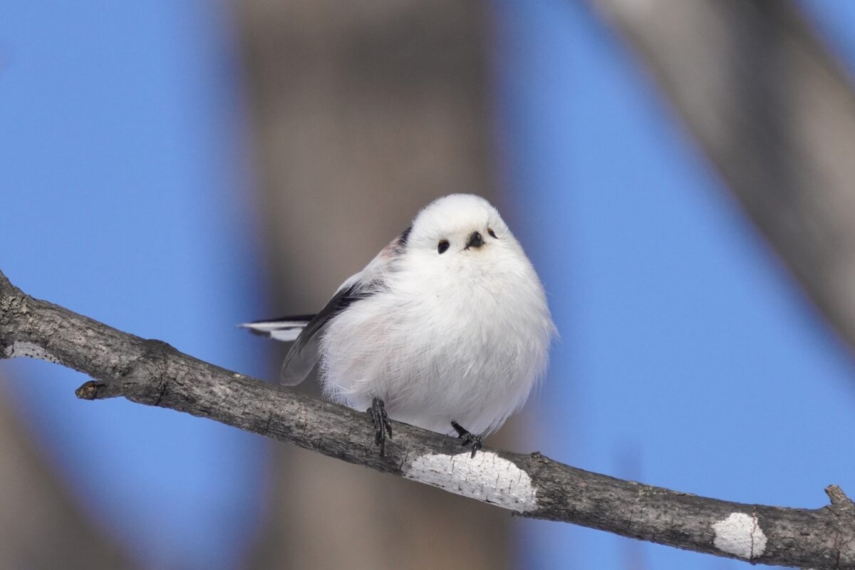 hokkaido shimaenaga