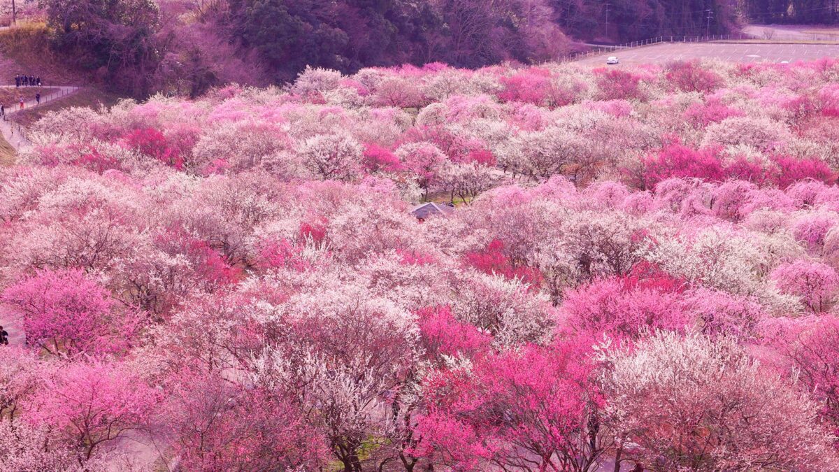 plum blossoms