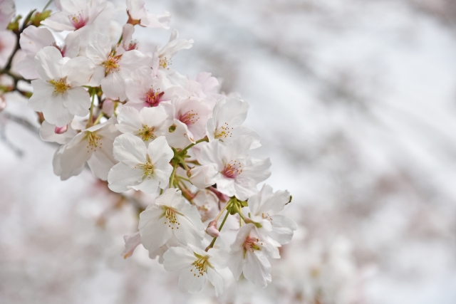 6 Different Types of Sakura Trees in Japan