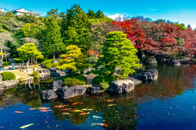 Koi Fish: The History and Their Meaning in Japan