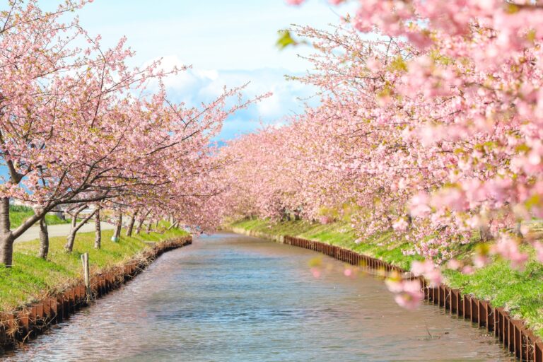 10 Best Early Blooming Sakura Spots in Japan FebruaryMarch 2024