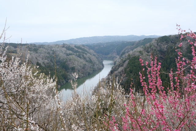 Tsukigase Plum Valley