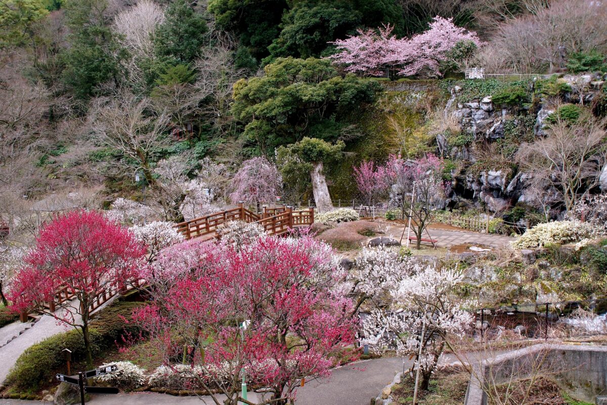 Atami-PLum-Garden