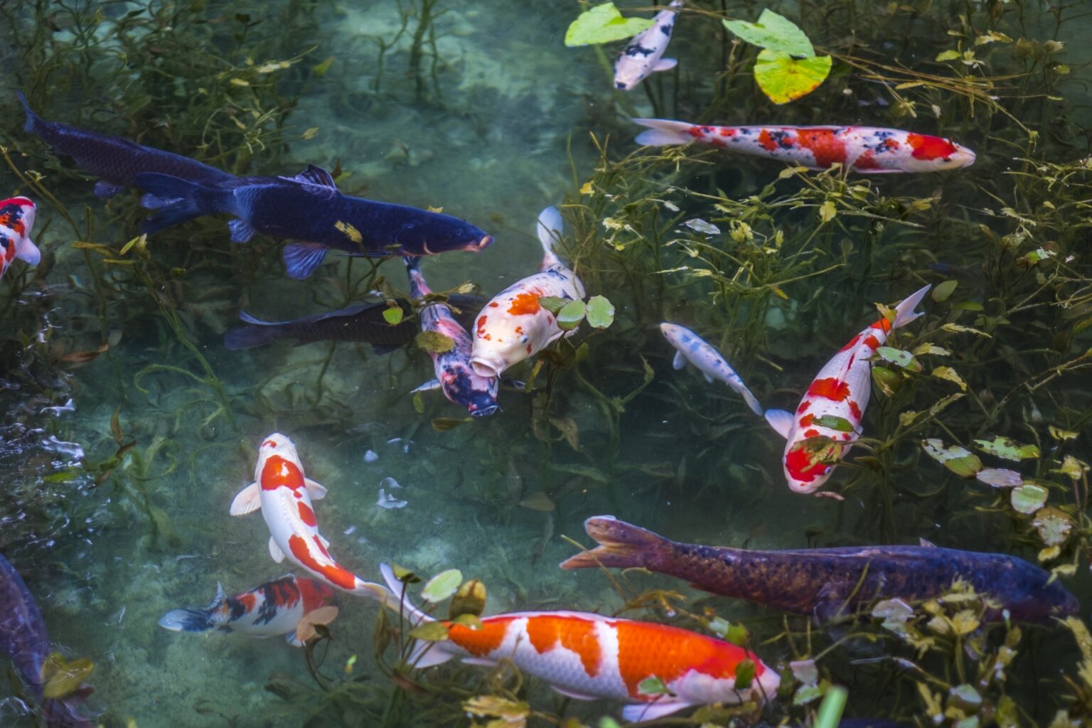 koi fish travel in groups of 4