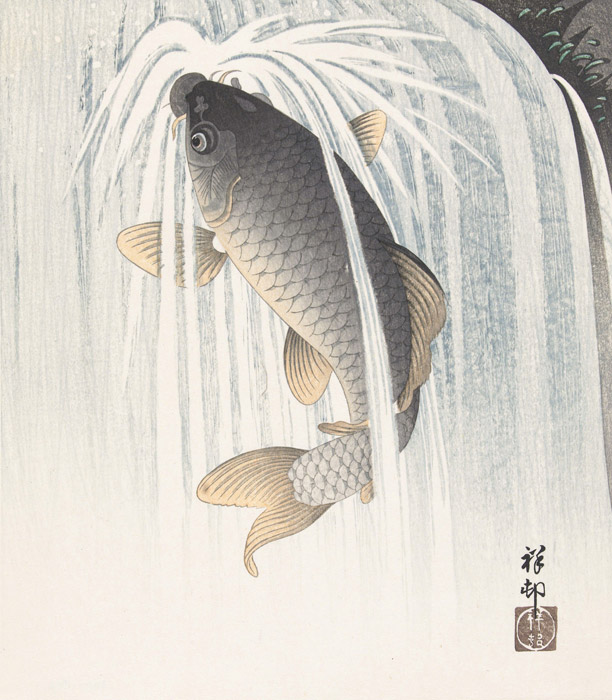 Koi 2 The History of Koi and Their Meaning in Japan