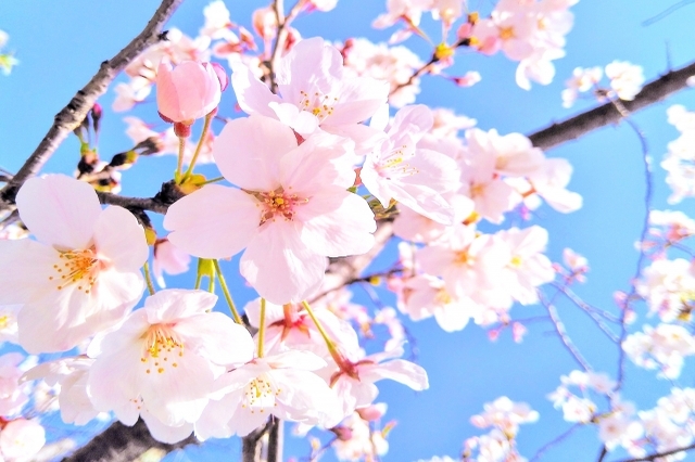 A guide to the different types of sakura in Japan - Go! Go! Nihon