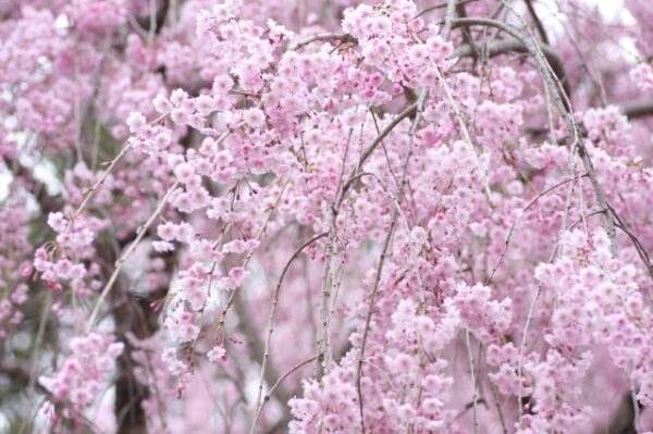 6 Different Types of Sakura Trees in Japan | Japan Wonder Travel Blog