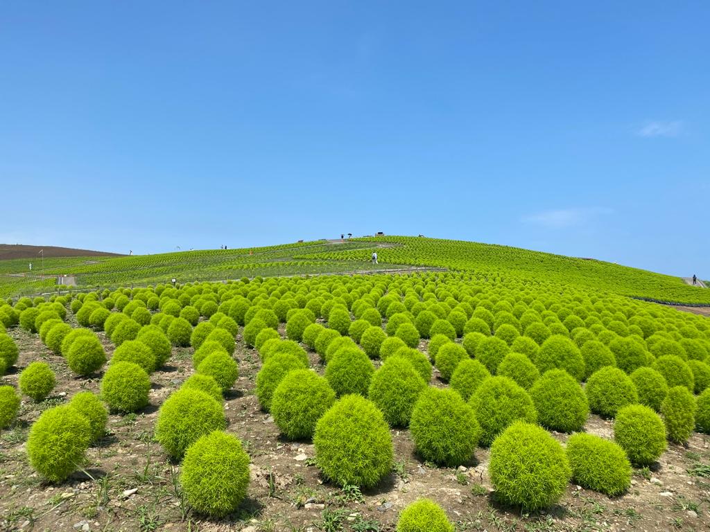 Hitachi Seaside Park