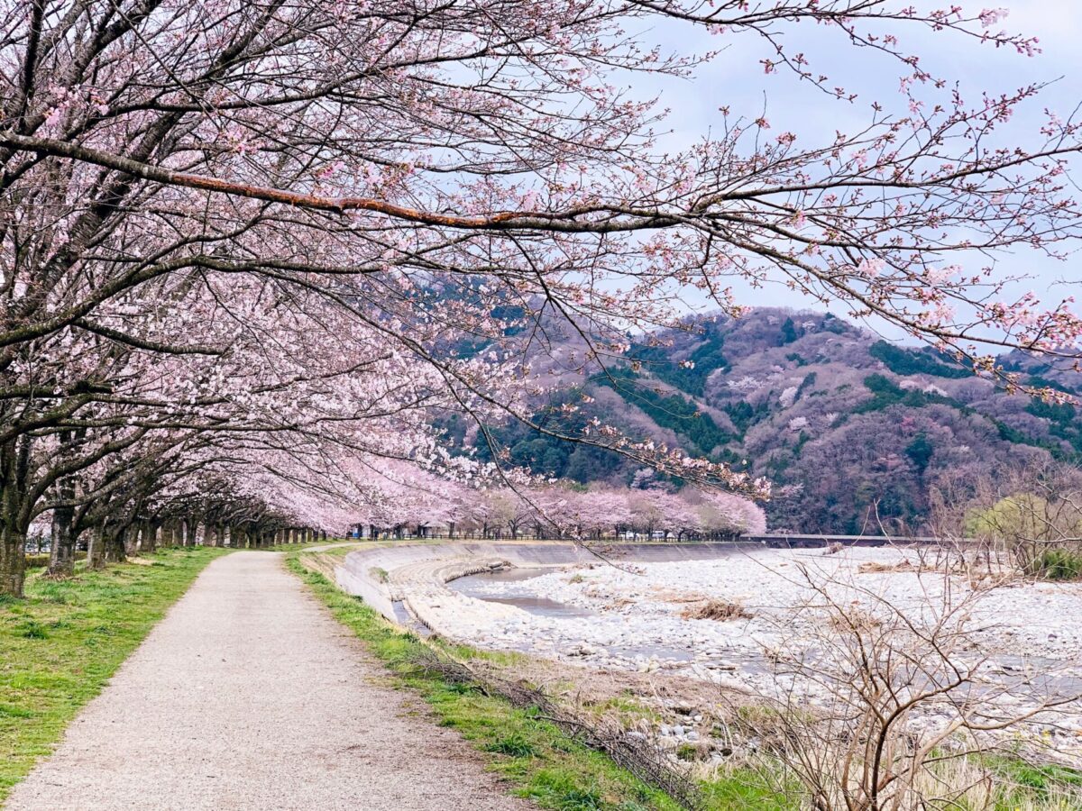 sakura cherry blossom 