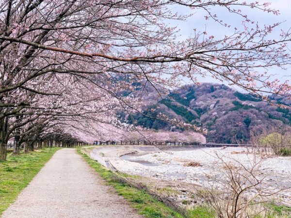 How to Tell the Difference between Plum, Cherry and Peach Blossoms ...