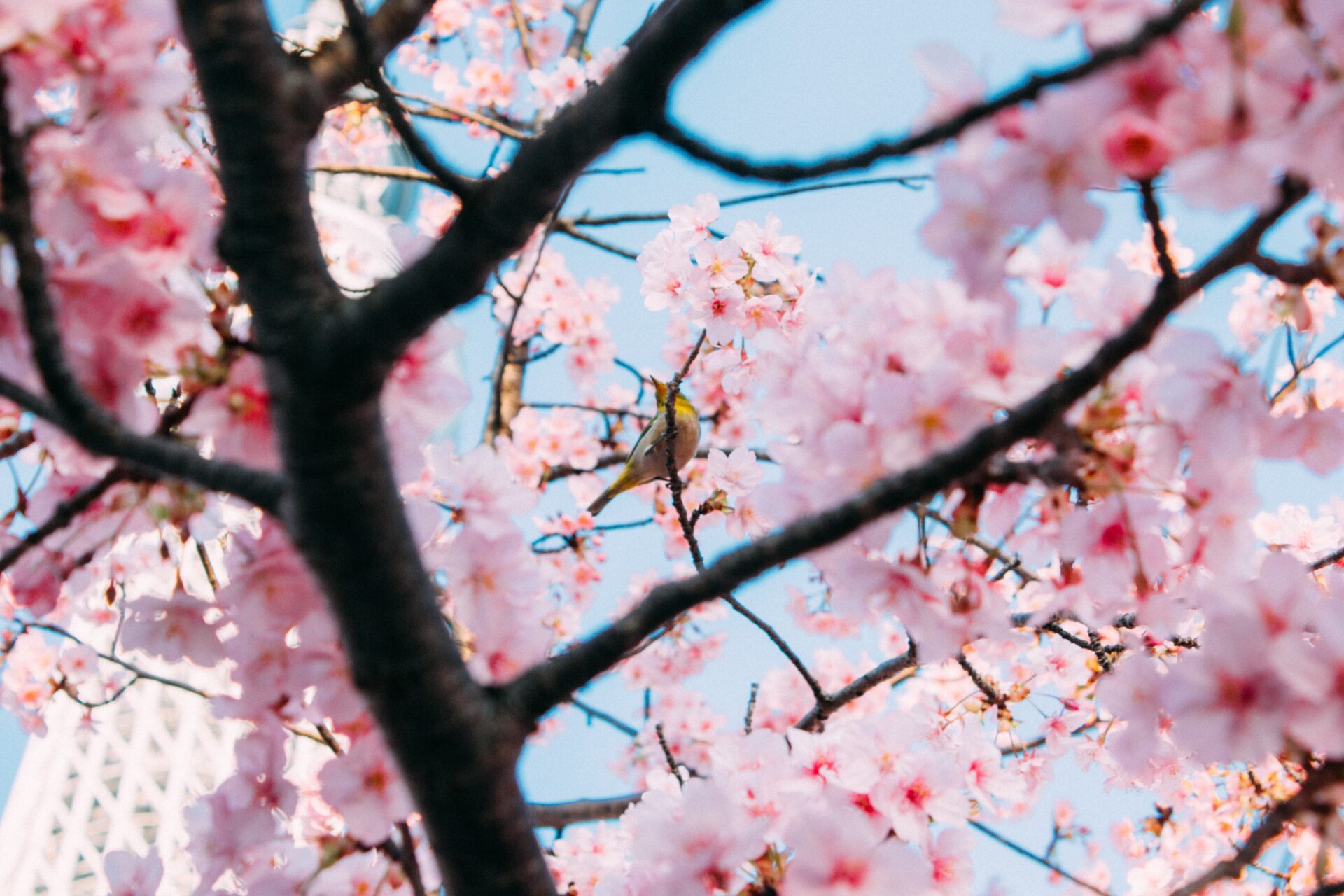 sakura cherry blossom trees