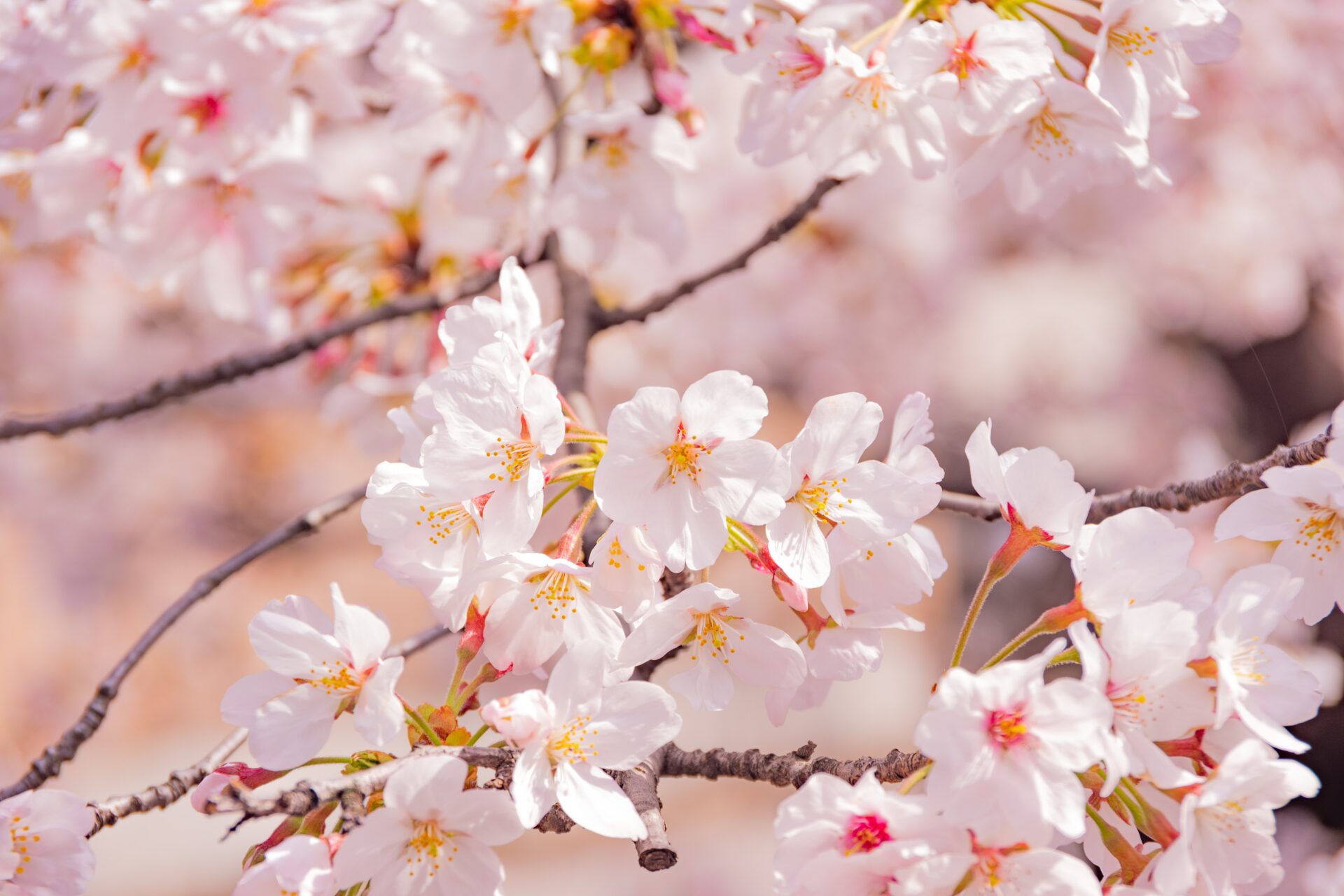 6 Different Types of Sakura Trees in Japan Japan Wonder Travel Blog. 