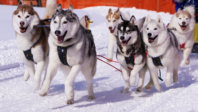 dog sledding 