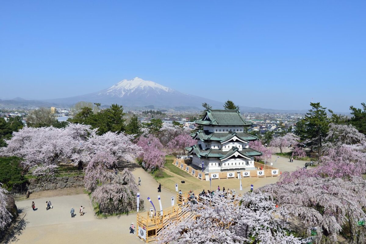 hirosaki castle sakura