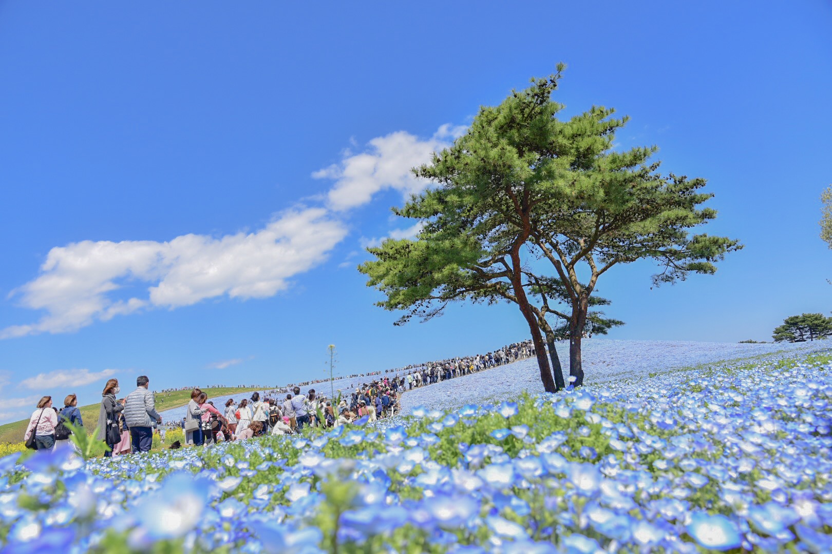 10 Flower Festivals near Tokyo AprilMay 2024 Japan Wonder Travel Blog