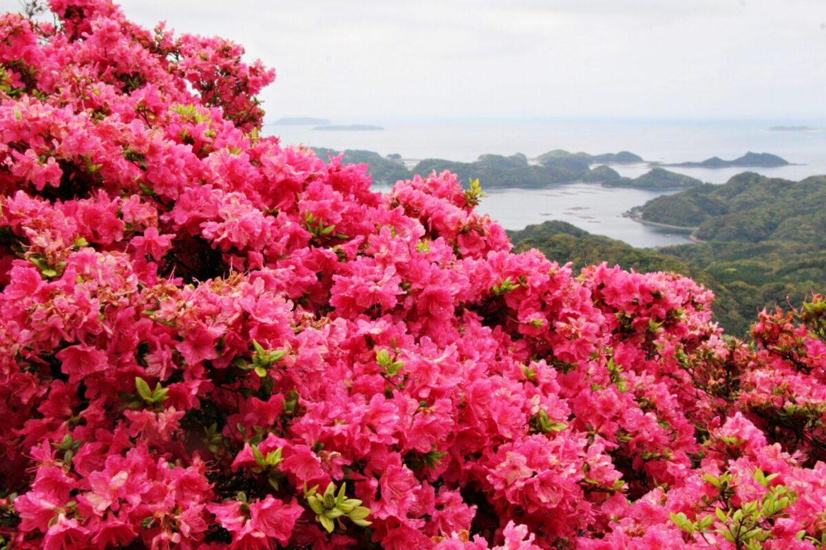10 Flower Festivals near Tokyo AprilMay 2024 Japan Wonder Travel Blog