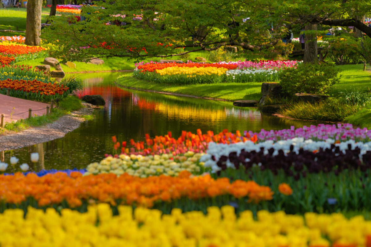 Heavenly Tulip Festival, Travel, Japan Diving