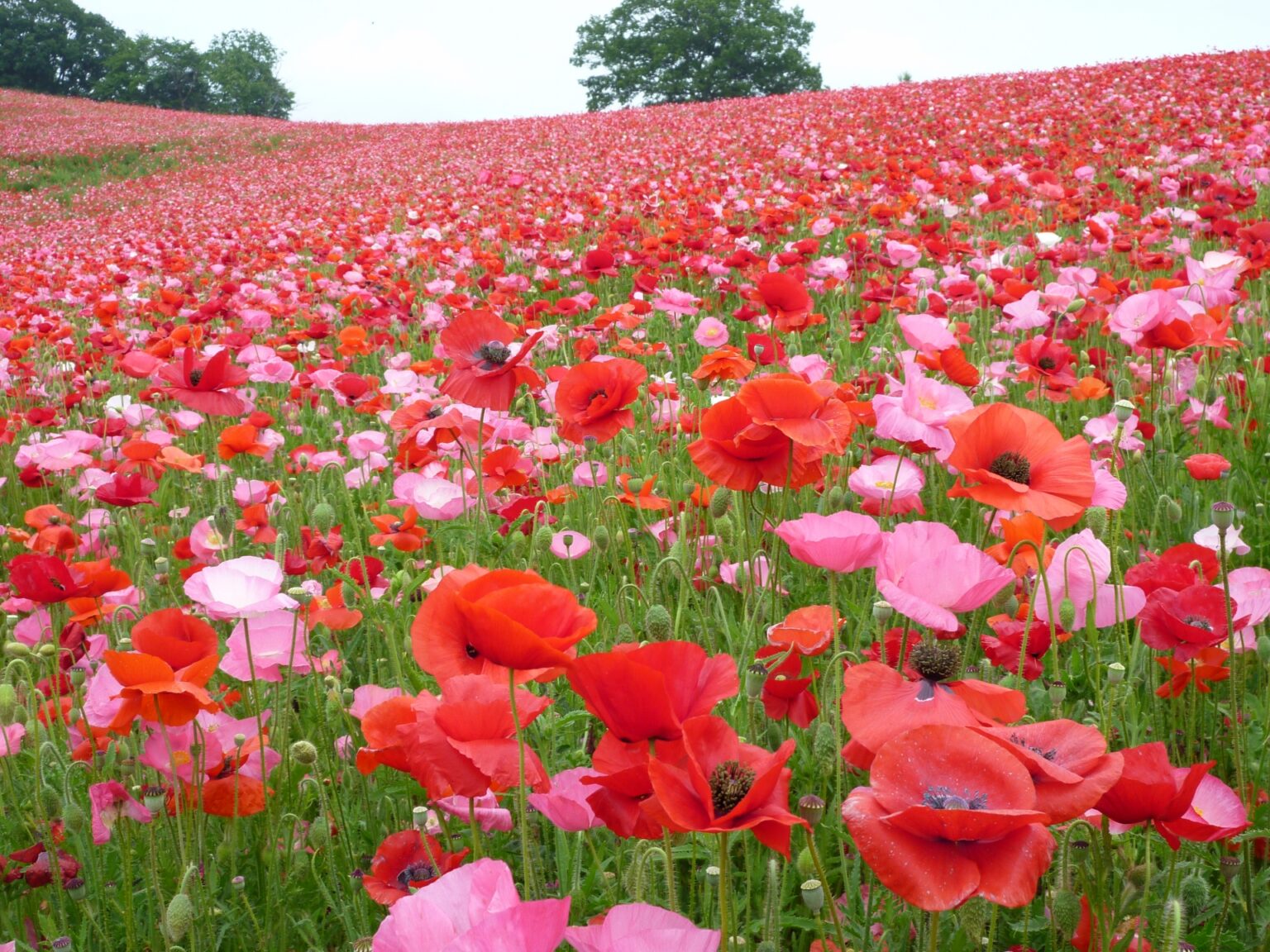 20 Best Spring Destinations in Japan 2024 Japan Wonder Travel Blog