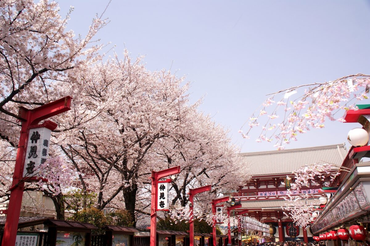 Sensoji sakura 