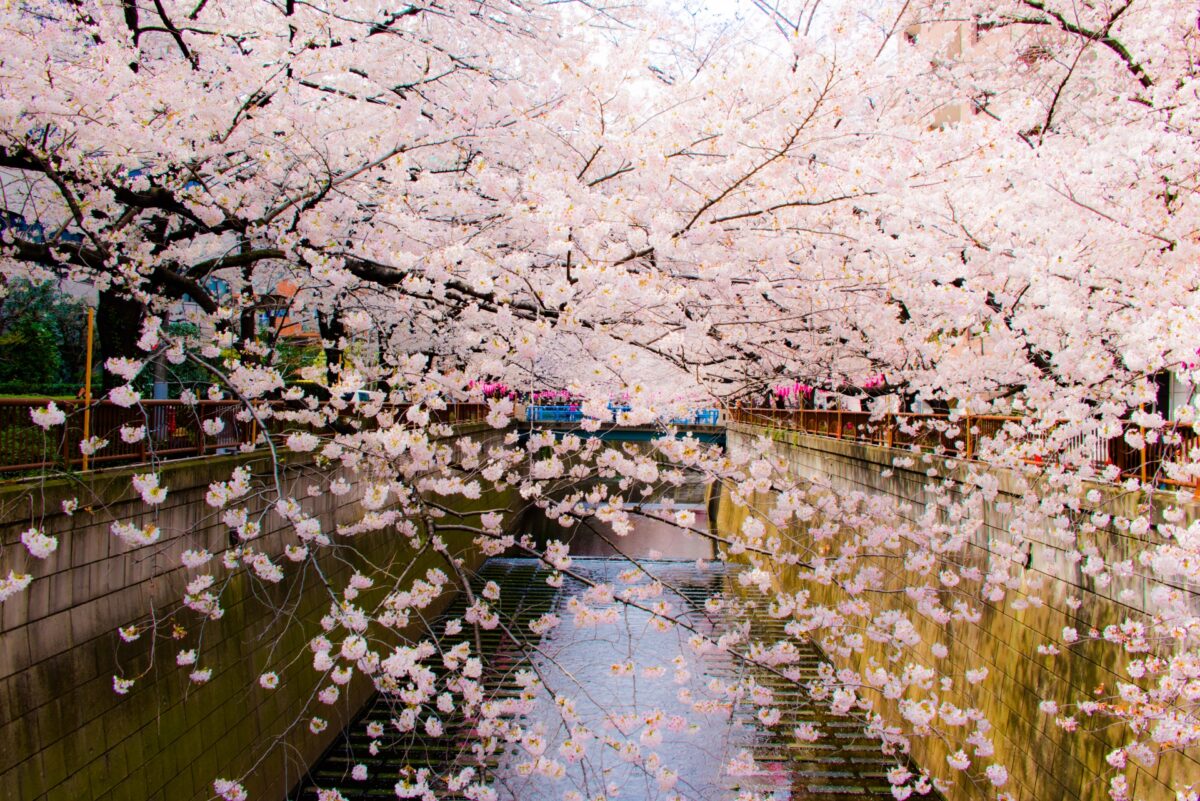 目黒川　桜