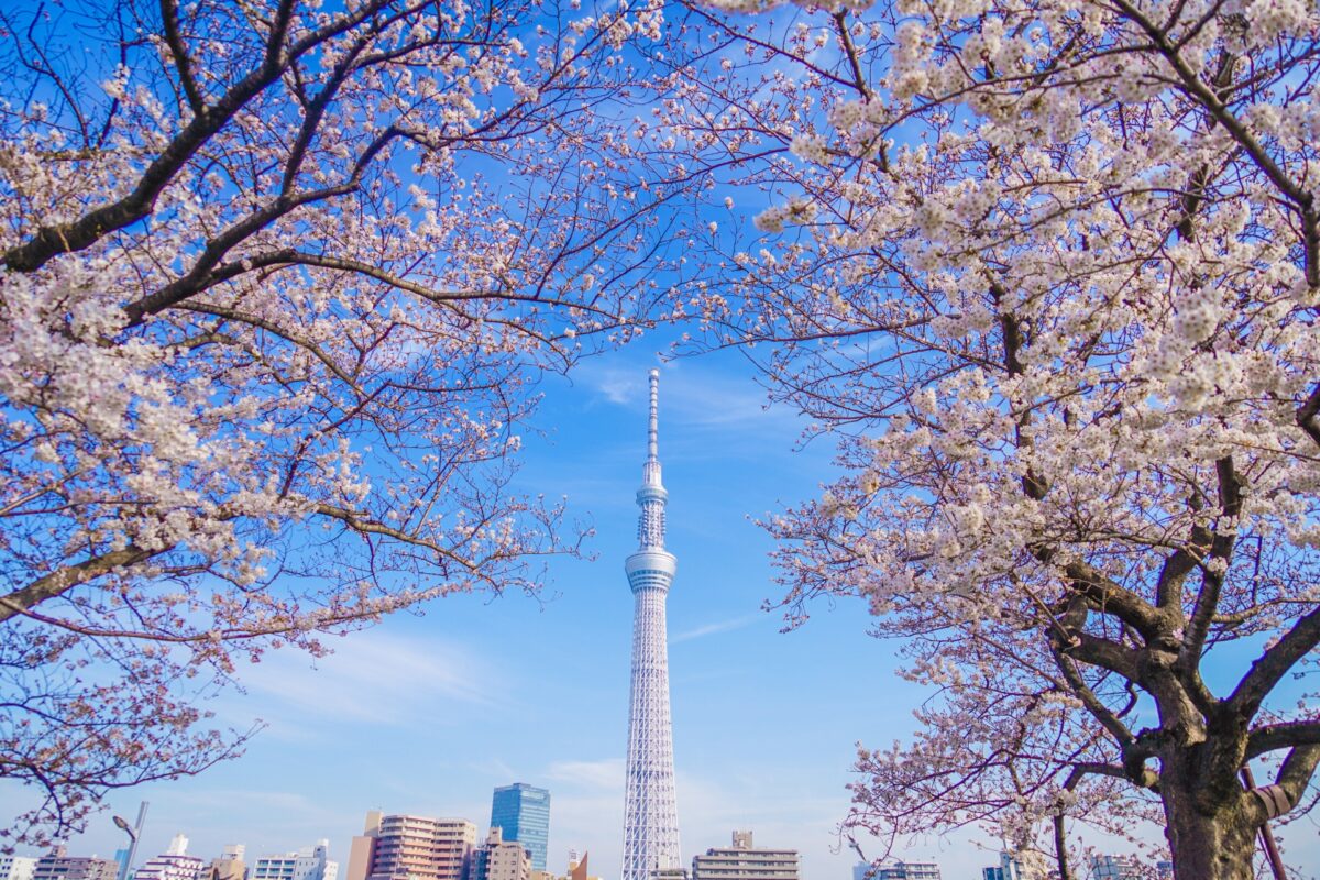 Tokyo Skytree Sakura